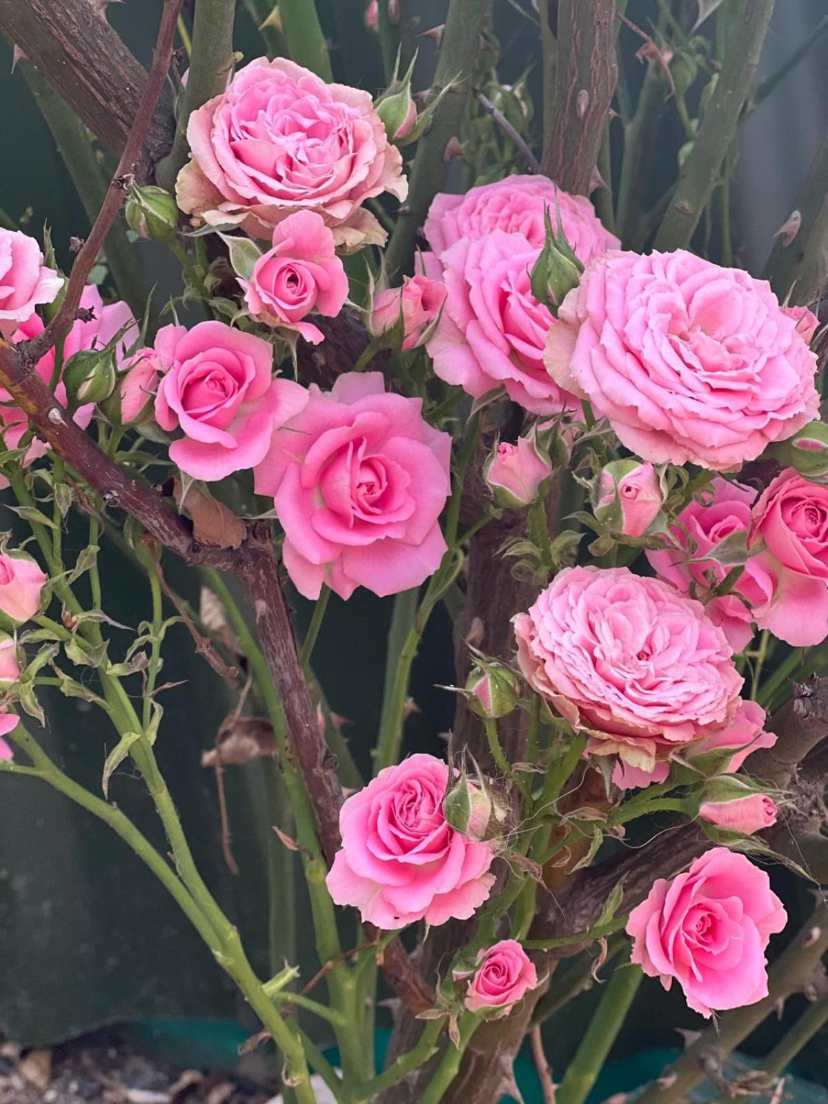 فندق Rosa Dei Venti كالياري المظهر الخارجي الصورة